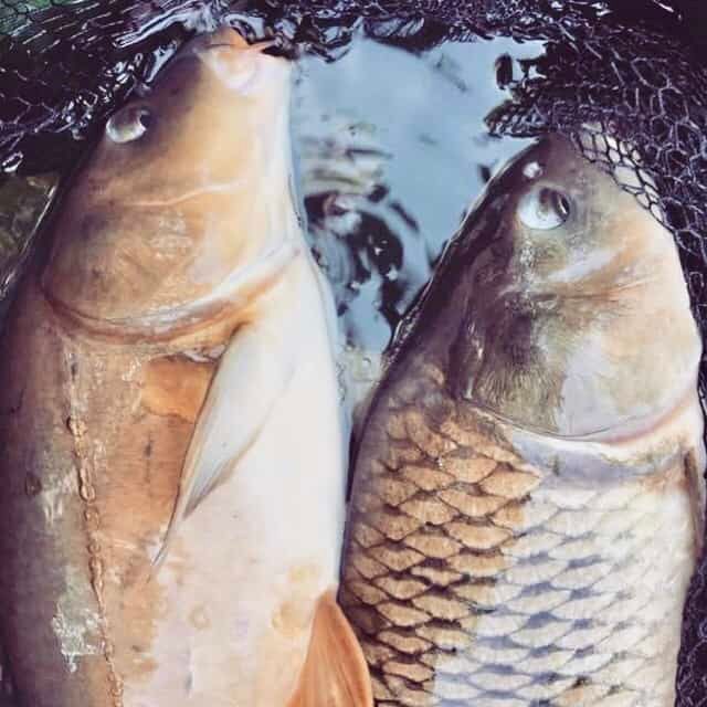 To fisker fanget på stang